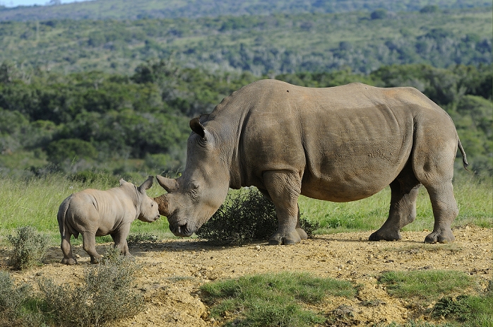 White Rhinoceros (Ceratotherium simum) adult female with calf, standing together, Kariega Game Reserve, Eastern Cape, South Africa
