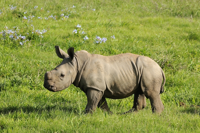 White Rhinoceros (Ceratotherium simum) calf, walking, Eastern Cape, South Africa