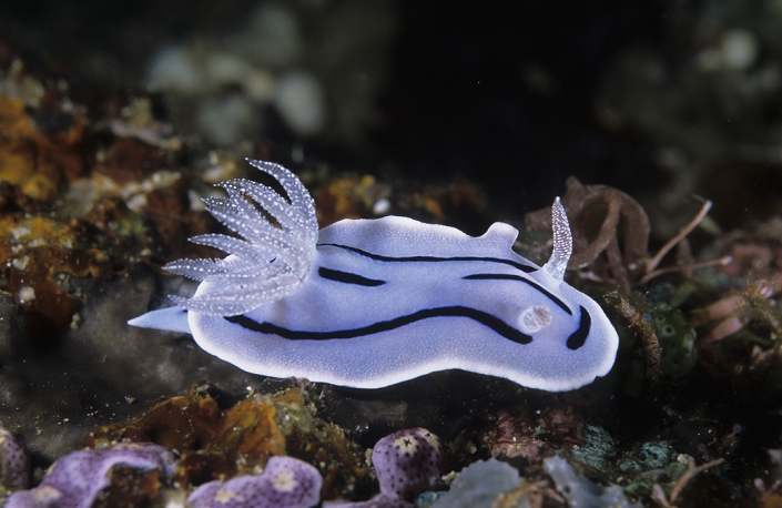Sea Slug (Chromodoris willani) Tanjung Pisok, Manado, Sulawesi, Indonesia