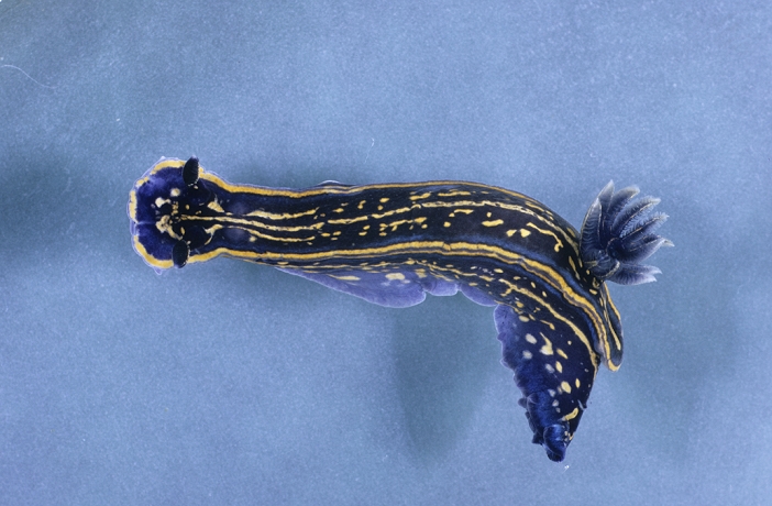Sea Slug (Glossodoris gracilis) x0.5 - Santander, Spain