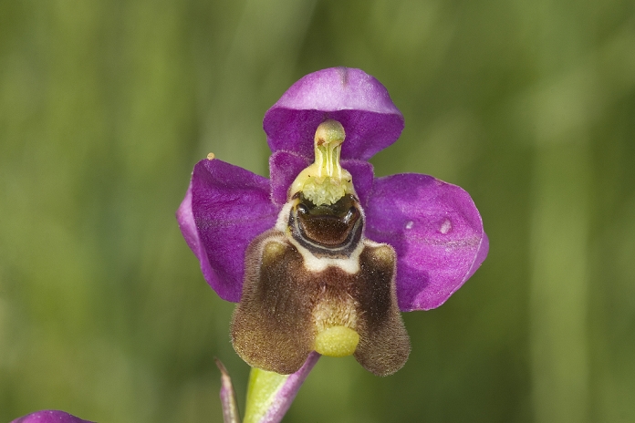 Late Spider Orchid (Ophrys fuciflora) flowering, close-up of flower, Spain