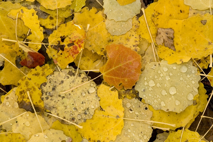 European Aspen (Populus tremula) close-up of fallen leaves, with raindrops, autumn
