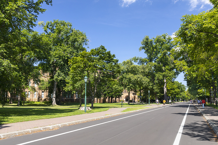 Central road of Hokkaido University, Sapporo, Hokkaido, Japan