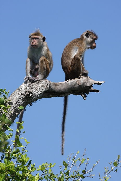 toque monkey, yala national park