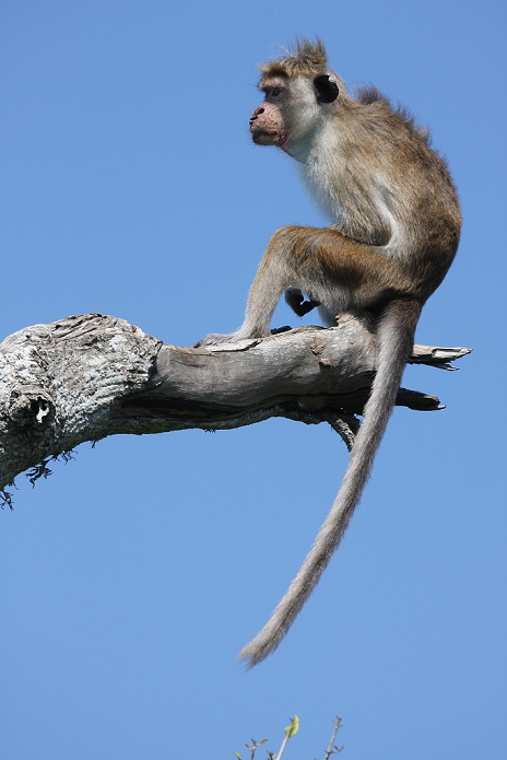 toque monkey - yala national park sri lanka