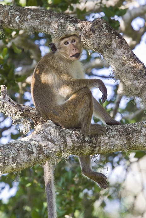 Toque Monkey - Sri Lanka