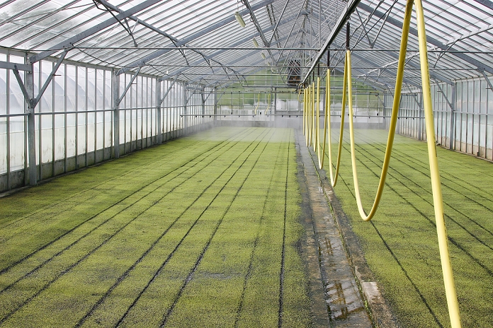 Watercress crop, glasshouse used for out of season germination, Dorset, England