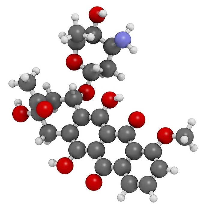 Daunorubicin cancer drug molecule Daunorubicin  daunomycin  cancer chemotherapy drug molecule. Atoms are represented as spheres with conventional color coding: hydrogen  white , carbon  grey , oxygen  red , nitrogen  blue .