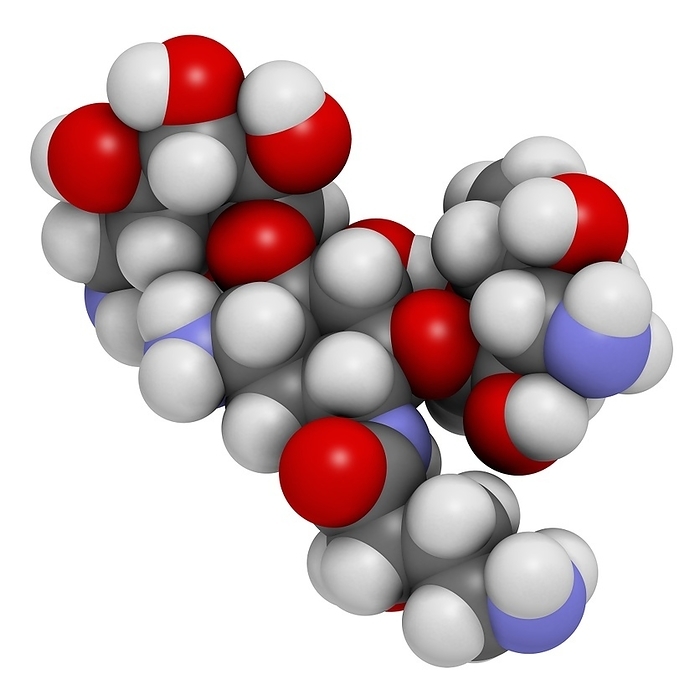 Amikacin aminoglycoside antibiotic Amikacin aminoglycoside antibiotic molecule. Mostly used as last resort treatment of multidrug resistant Gram negative bacteria. Atoms are represented as spheres with conventional color coding: hydrogen  white , carbon  grey , oxygen  red , nitrogen  blue .