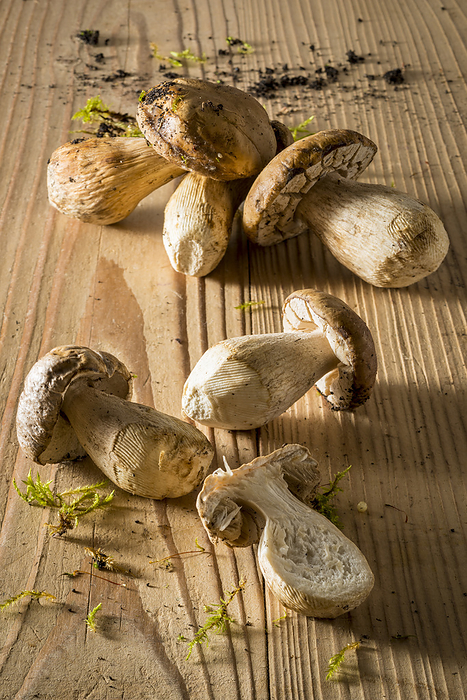 Mushrooms Mushrooms, still life.