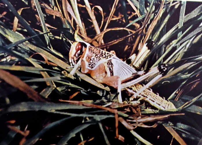 Locust Locusts are a collection of certain species of short horned grasshoppers in the family Acrididae that have a swarming phase.