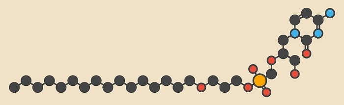 Brincidofovir antiviral drug molecule Brincidofovir antiviral drug molecule. Prodrug of cidofovir. Stylized skeletal formula  chemical structure . Atoms are shown as color coded circles: hydrogen  hidden , carbon  grey , oxygen  red , nitrogen  blue , phosphorus  orange .