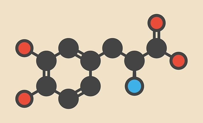 L DOPA Parkinson s disease drug molecule L DOPA  levodopa  Parkinson s disease drug molecule. Stylized skeletal formula  chemical structure . Atoms are shown as color coded circles: hydrogen  hidden , carbon  grey , oxygen  red , nitrogen  blue .