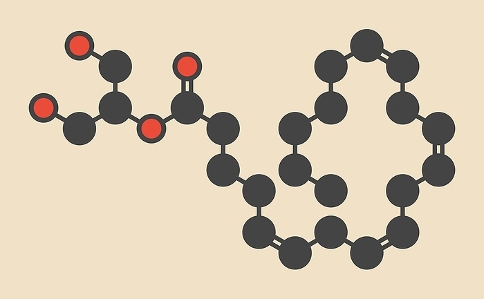 Endocannabinoid neurotransmitter molecule 2 Arachidonoylglycerol  2 AG  endocannabinoid neurotransmitter molecule. Stylized skeletal formula  chemical structure . Atoms are shown as color coded circles: hydrogen  hidden , carbon  grey , oxygen  red .