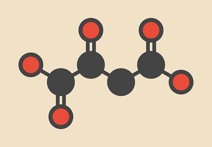 Oxaloacetic acid molecule Oxaloacetic acid  oxaloacetate  metabolic intermediate molecule. Stylized skeletal formula  chemical structure . Atoms are shown as color coded circles: hydrogen  hidden , carbon  grey , oxygen  red .