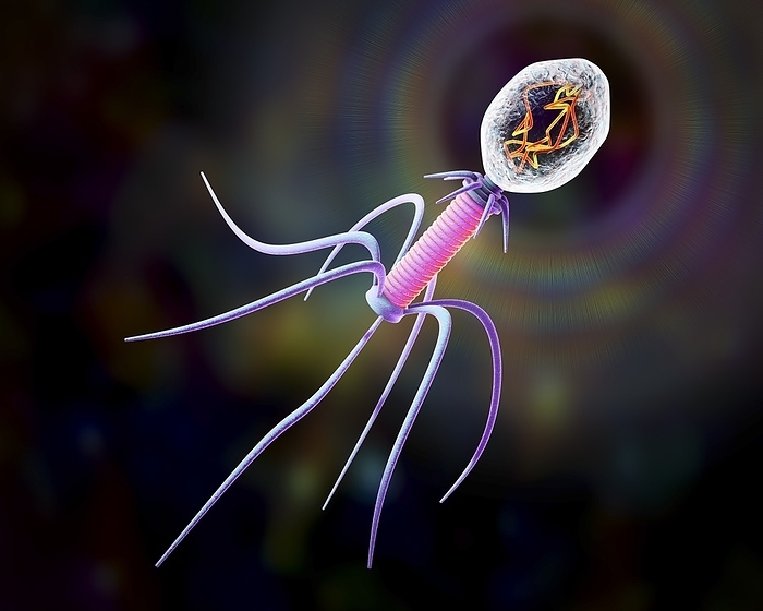 Bacteriophage, illustration Bacteriophage, computer illustration. A bacteriophage, or phage, is a virus that infects bacteria. It consists of a head  top right  containing the genetic material, a tail  blue  and tail fibres, which fix it to a specific receptor site. The tail injects its genetic material into the bacterium through the cell membrane, and this hijacks the bacterium s own cellular machinery, forcing it to produce more copies of the bacteriophage. When a sufficient number have been produced, the phages exit the cell by lysis, killing it in the process.