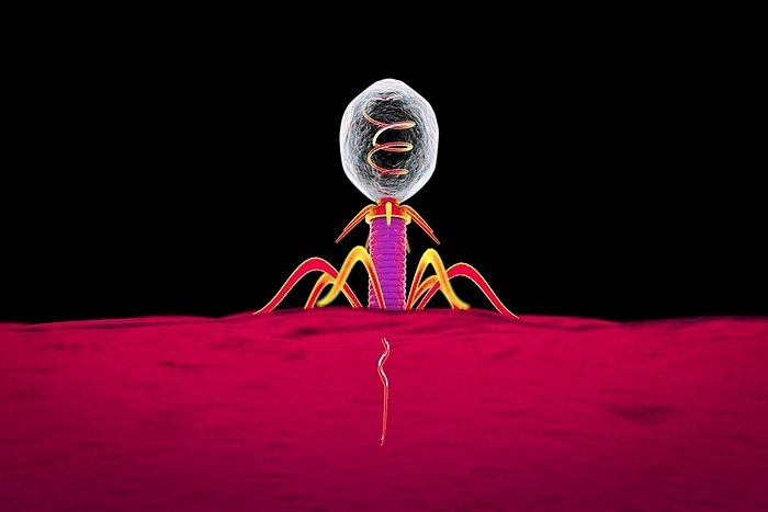 Bacteriophage, illustration Bacteriophage. Illustration of a bacteriophage injecting its genetic material  orange strand  into a host bacterium. A bacteriophage, or phage, is a virus that infects bacteria. It consists of a head  top  containing the genetic material, a tail  pink  and tail fibres, which fix it to a specific receptor site. The tail injects its genetic material into the bacterium through the cell membrane, and this hijacks the bacterium s own cellular machinery, forcing it to produce more copies of the bacteriophage. When a sufficient number have been produced, the phages exit the cell by lysis, killing it in the process.