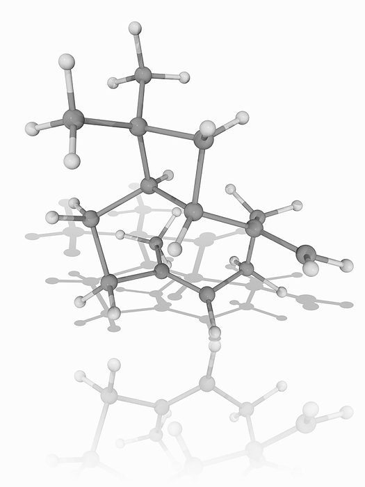 Caryophyllene organic compound molecule Caryophyllene. Molecular model of the sesquiterpene caryophyllene  C15.H24 . This bicyclic molecule is a constituent of many essential oils found in plants such as cannabis, cloves, rosemary and hops. It is also found in, and contributes to the spiciness of, black pepper. Atoms are represented as spheres and are colour coded: carbon  grey  and hydrogen  white . Illustration.