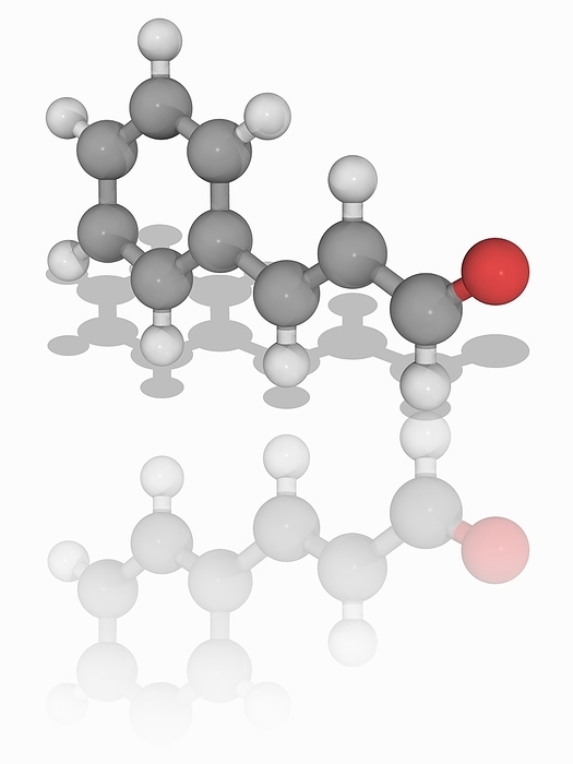 Cinnamaldehyde organic compound molecule Cinnamaldehyde. Molecular model of the aromatic aldehyde cinnamaldehyde  C9.H8.O . This organic compound is responsible for the flavour and odour of cinnamon, obtained from Cinnamomum trees. Atoms are represented as spheres and are colour coded: carbon  grey , hydrogen  white  and oxygen  red . Illustration.