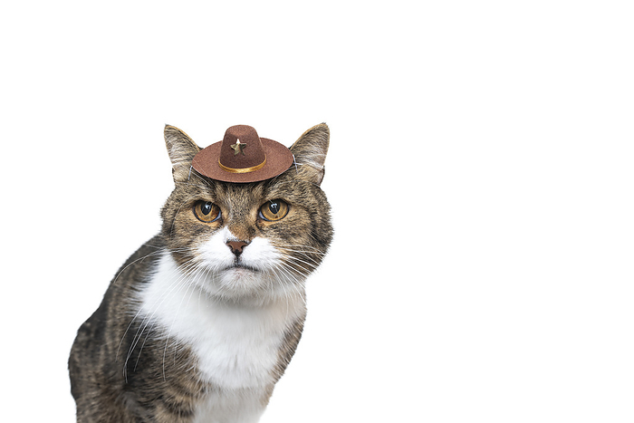 cat funny hat funny studio portrait of a tabby white british shorthair cat wearing a small cowboy hat looking at camera in front of white background with copy space, Photo by furryfritz   Nils Jacobi