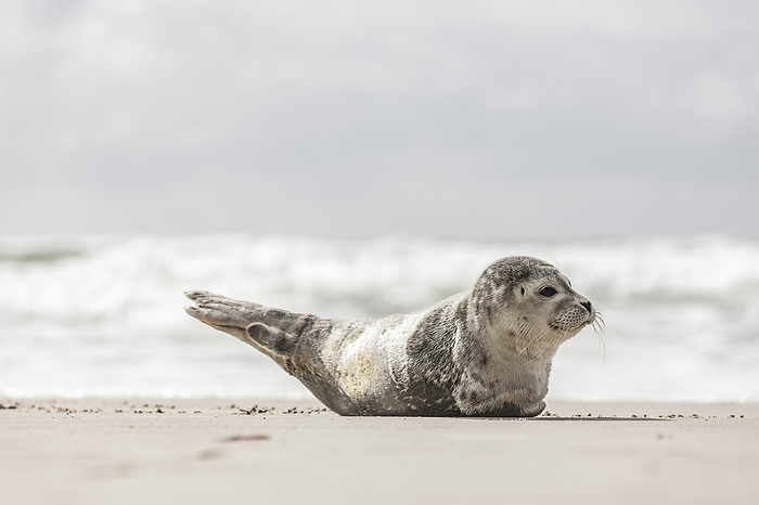Young seal on the beach, Photo by BY