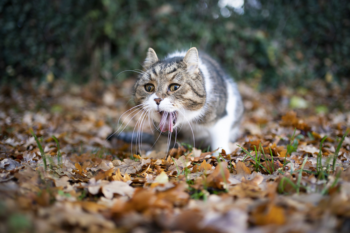 Katze erbricht sich tabby white british shorthair cat outdoors in the garden throwing up puking on autumn leaves, Photo by furryfritz   Nils Jacobi