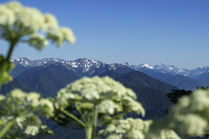 Cow Parsnip (Heracleum lanatum) flowers blurred in foreground and framing view of snowy Olympic Mountain Range from Hurricane Ridge, Olympic National Park, Washington.