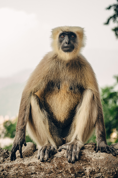 langur monkey sitting in concrete fence, Rishikesh, UK, India