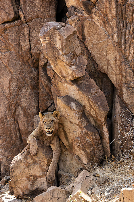 a desert lion rests in the shade of a cliff, Hentiesbaai, Erongo Region, Namibia