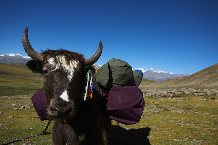 Tibetan yak transporting luggage on a hiking trip in Tibet, Lhasa, Tibet, China