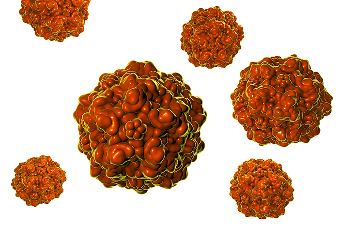 Porcine parvovirus, illustration Porcine parvovirus, computer illustration. Molecular model showing the structure of the capsid  outer protein coat  of a porcine parvovirus  family Parvoviridae  particle. Parvoviridae viruses include the smallest known viruses and some of the most environmentally resistant. Each particle consists of a single stranded DNA  deoxyribonucleic acid  genome  not shown  surrounded by an icosahedral protein capsid. Many virus particles belonging to this family have been associated with outbreaks of gastroenteritis, although a causative role in human disease cannot always be established. Porcine parvovirus causes infection of foetus in swine leading to reproductive failure.