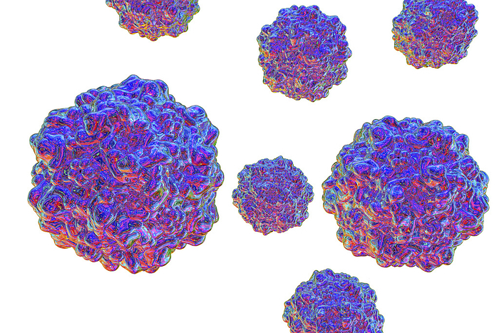 Porcine parvovirus, illustration Porcine parvovirus, computer illustration. Molecular model showing the structure of the capsid  outer protein coat  of a porcine parvovirus  family Parvoviridae  particle. Parvoviridae viruses include the smallest known viruses and some of the most environmentally resistant. Each particle consists of a single stranded DNA  deoxyribonucleic acid  genome  not shown  surrounded by an icosahedral protein capsid. Many virus particles belonging to this family have been associated with outbreaks of gastroenteritis, although a causative role in human disease cannot always be established. Porcine parvovirus causes infection of foetus in swine leading to reproductive failure.