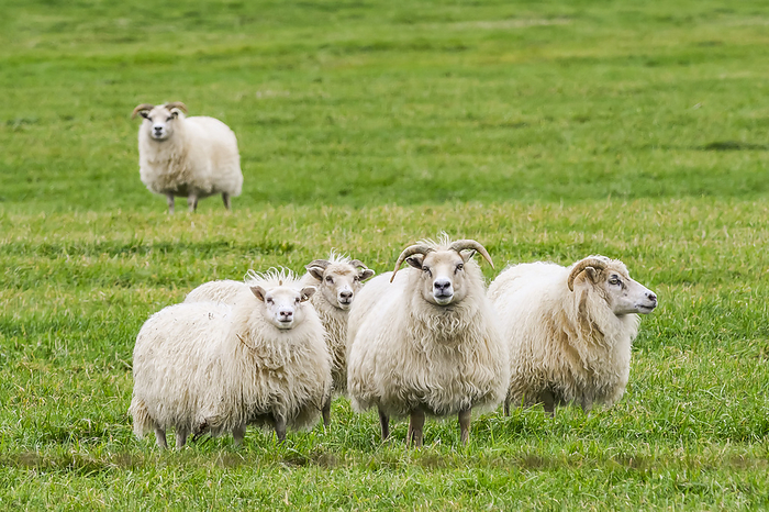 Flock of white sheep (Ovis aries) standing on grass looking at the camera; Rangarping eystra, Southern Region, Iceland