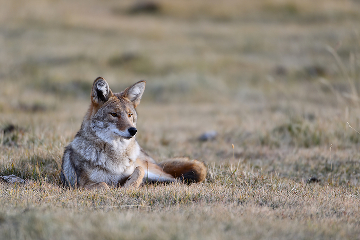 coyote (carnivore, Canis latrans)