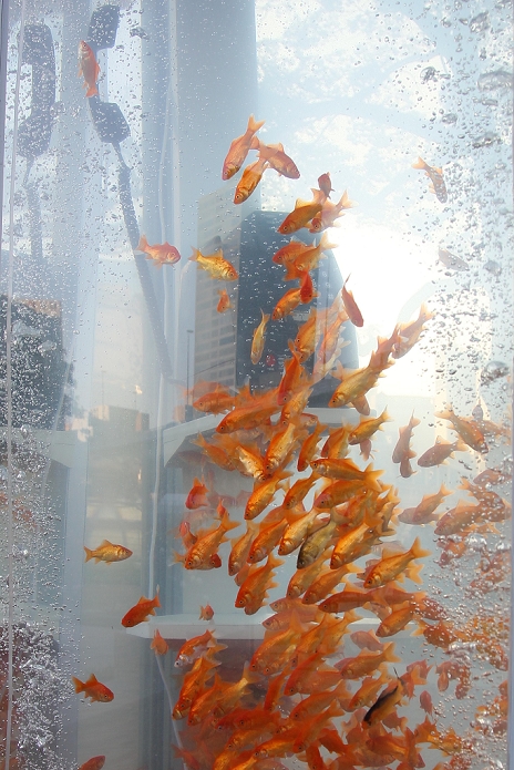 Goldfish in a Public Phone  Art in Nakanoshima Park, Osaka October 28, 2011, Osaka, Japan   A school of gold fish swim leisurely in the water not in a usual fish bowl or an aquarium but in a public phone booth complete with a telephone handset at Nakanoshima Park in Osaka, western Japan,  on Friday, October 28, 2011. The phone booth turned aquarium is a form of public art, aiming at raising awareness among people about the way the gold fish are mass produced and consumed.  Photo by AFLO   1080   mis 