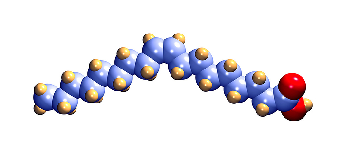 Oleic acid, computer model Oleic acid. Computer model of a molecule of oleic acid, a monounsaturated fatty acid. Atoms are represented as spheres and are colour coded: carbon  blue , hydrogen  gold  and oxygen  red . Oleic acid is the main constituent of olive oil. It is the cis isomer of elaidic acid. High concentrations of oleic acid can lower the levels of bad  LDL  cholesterol in the blood.
