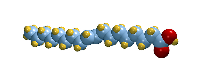 Elaidic acid, computer model Elaidic acid. Computer model of a molecule of elaidic acid, a trans fatty acid. Atoms are represented as spheres and are colour coded: carbon  blue , hydrogen  gold  and oxygen  red . This is the major trans fat found in hydrogenated vegetable oils. It is the trans isomer of oleic acid. Trans fatty acids raise levels of bad  LDL  cholesterol in the blood and their consumption may contribute to heart disease.