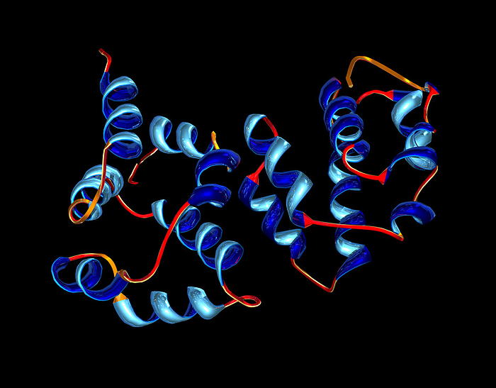 Pro caspase 9 molecule Pro caspase 9 molecule. Computer artwork showing the secondary structure of a molecule of pro  caspase 9. Pro caspase 9 is an inactive form  proenzyme  of the caspase 9 enzyme. It is activated by being cleaved by another enzyme. Caspase 9 is a protease, an enzyme that cleaves proteins, that plays a role in apoptosis  programmed cell death . It also activates other caspases as part of the caspase cascade of apoptosis. Caspase 9 has been found to be critical for UV induced apoptosis in skin cells and therefore, for the prevention of skin cancer.