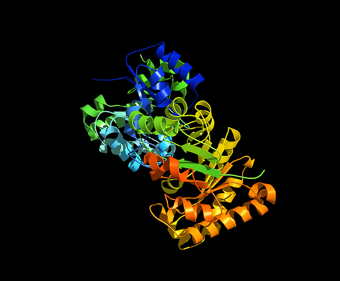 Triose phosphate isomerase molecule Triose phosphate isomerase  TPI  molecule. Computer model showing the shape  secondary structure  of the a molecule of the enzyme TPI. Seen here are alpha helices  coils , beta sheets  arrows  and linking regions  lines . TPI is essential for glycolysis and catalyses the reversible interconversion of dihydroxyacetone phosphate and glyceraldehyde 3 phosphate. This conversion allows all products of the initial glucose molecule to be further metabolised for maximum energy yield. In humans, deficiencies in TPI are associated with a progressive, severe neurological disorder called triose phosphate isomerase deficiency.