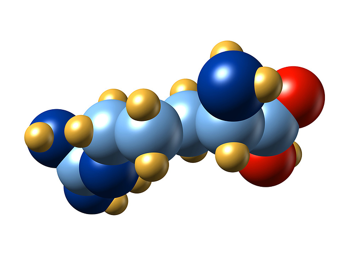 Arginine, molecular model Arginine. Molecular model of the amino acid arginine. Its chemical formula is C6.H14.N4.O2. Atoms are represented as spheres and are colour  coded: carbon  blue , hydrogen  gold , oxygen  red  and nitrogen  dark blue . Amino acids are the building blocks of proteins. Arginine is a semi essential amino acid. It can be synthesised by the body and so does not need to come from the diet. However, infants and children are unable to synthesis sufficient quantities for normal growth and so must obtain some from animal or plant proteins. Arginine plays an important role in the production of urea, the principal form in which mammals excrete nitrogenous compounds from the body. It also plays a role in wound healing and cell division.