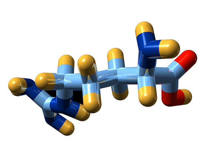 Arginine, molecular model Arginine. Molecular model of the amino acid arginine. Its chemical formula is C6.H14.N4.O2. Atoms are represented as rods and are colour  coded: carbon  blue , hydrogen  gold , oxygen  red  and nitrogen  dark blue . Amino acids are the building blocks of proteins. Arginine is a semi essential amino acid. It can be synthesised by the body and so does not need to come from the diet. However, infants and children are unable to synthesis sufficient quantities for normal growth and so must obtain some from animal or plant proteins. Arginine plays an important role in the production of urea, the principal form in which mammals excrete nitrogenous compounds from the body. It also plays a role in wound healing and cell division.
