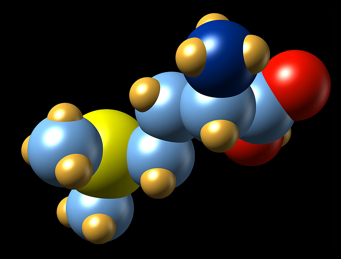 Vitamin U, molecular model Vitamin U, molecular model. The chemical formula for vitamin U, also called S methylmethionine, is C6.H15.N.O2.S. Atoms are represented as spheres and are colour coded: carbon  blue , hydrogen  gold , nitrogen  dark blue , oxygen  red  and sulphur  yellow . Vitamin U is not officially recognised as a true vitamin, since it is a derivative of the amino acid  protein component  methionine. Vitamin U is found in a wide variety of fruit, vegetables and legumes. It is believed to have beneficial effects on the function of the digestive system. However, there is currently little research conclusively demonstrating the benefits or deficiency effects of vitamin U  as of 2008 .