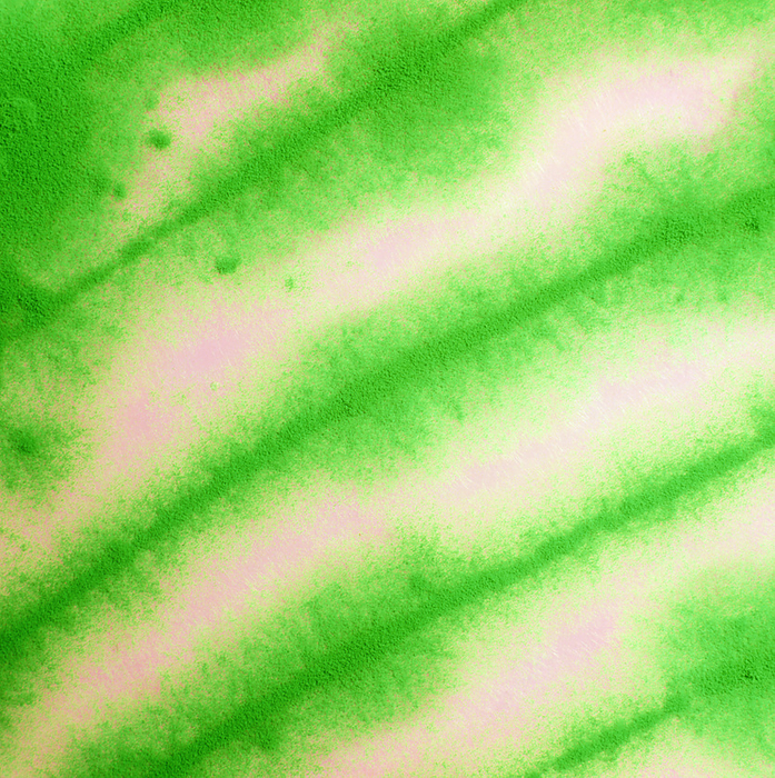 Penicillin fungus, Penicillium roqueforti Macrophotograph  filtered  of Penicillium roqueforti, an economically important penicillin fungus used in the manufacture of blue cheeses. The deep green regions in this photograph are the reproductive bodies of the fungus, or the spores, and the pale green, threadlike regions are the hyphae, or vegetative structure.