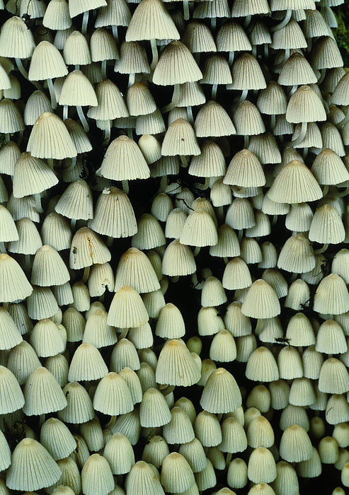 Trooping crumble cap mushrooms Trooping crumble cap mushrooms or fairies  bonnets  Coprinus disseminatus . These small, fragile mushrooms are the edible fruiting bodies of this fungus. They are less than 2 centimetres in height and grow on or near dead trees in clusters of up to several hundreds. These mushrooms have gills on the underside of the caps in which the reproductive spores ripen, ready to drift to the ground and form a new fungal body or mycelium.