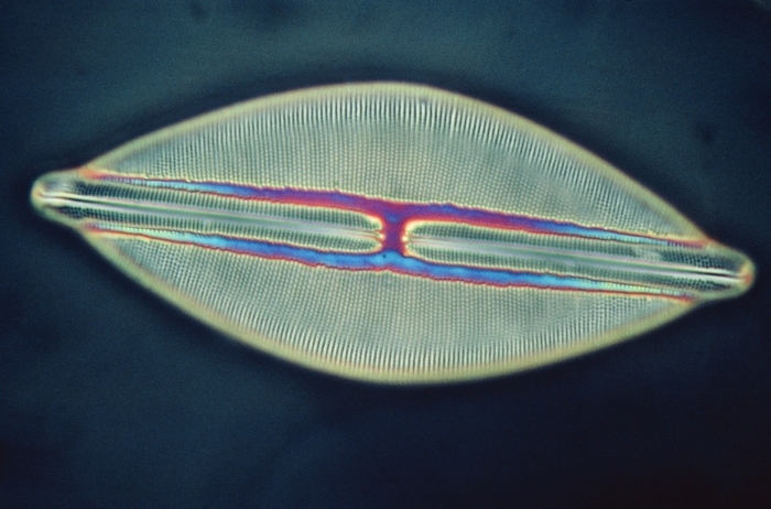 LM of a diatom alga, Navicula lyra Diatom alga. Light micrograph of Navicula lyra, a diatom alga. The Navicula genus is found in the surface layers of damp soil, producing food from sunlight by photosynthesis. Diatoms are single  celled algae which produce an intricately patterned, glass like cell wall, or frustule. The frustule consists of two halves which fit together like the lid and bottom of a box. It is often decorated with rows of tiny holes, known as striae. There are about 10,000 species of diatom algae in freshwater and marine habitats. Magnification: x160 at 35mm size.