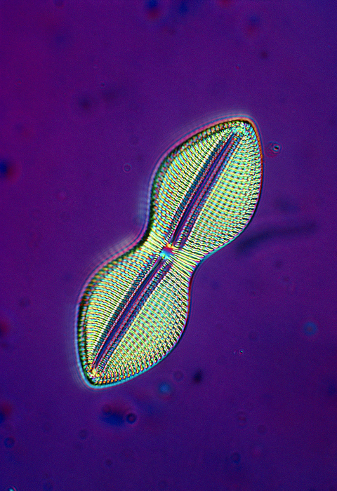 LM of a marine diatom, Navicula sp. Light micrograph of a marine diatom, Navicula sp.. The diatoms are a distinctive group of single  celled algae containing about 10,000 species. They form an important part of the plankton at the base of the marine   freshwater food chains. The characteristic feature of diatoms is their intricately patterned, glass like cell wall, or frustule. The frustule consists of 2 halves which fit together like the lid   bottom of a box. The frustule is often decorated with rows of tiny holes, known as striae, which are arranged either radially or, as here, on the 2 sides of a central axis. Magnification: x300 at 35mm size.