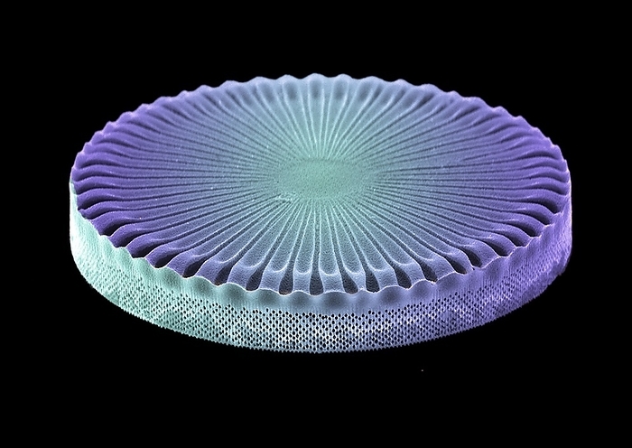 Diatom alga, SEM Diatom. Coloured scanning electron micrograph  SEM  of a Thalassiosira sp. diatom. This is a marine planktonic unicellular alga that inhabits the cold waters of the Arctic Ocean. It has a mineralised cell wall  frustule  divided into two halves. The frustule contains silica and provides protection and support. Magnification unknown.