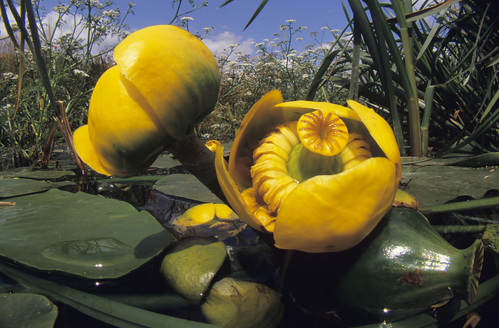Water lily flowers Water lilies. Flowers and leaves  pads  of a water lily  Nymphaea sp. .