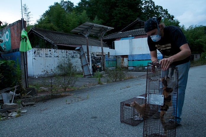 Fukushima Daiichi Nuclear Power Plant Accident Namie Town Today  September 30, 2011, Fukushima, Japan   Animal rescuer Charles Harmison prepares to remove cats caught in traps to cages during an animal rescue mission in the abandoned village of Tsushima, Namie town. Mr Harmison and his partner Yoshiko Wada rescued 11 animals from the area. Radiation readings in the village on the 30th according to the Ministry of Education, Culture, Sports, Science   Technology were 6.3 microsieverts per hour.  Photo by Bruce Meyer Kenny AFLO   3692 