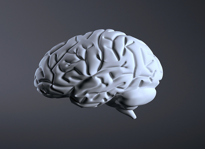 Human brain, illustration Human brain, illustration.